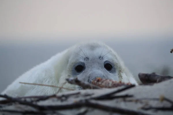 Sello Gris Halichoerus Grypus Pup Helgoland Alemania —  Fotos de Stock