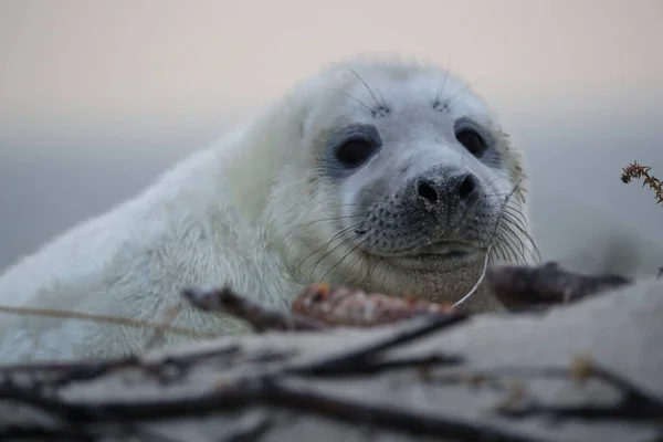 Sello Gris Halichoerus Grypus Pup Helgoland Alemania — Foto de Stock