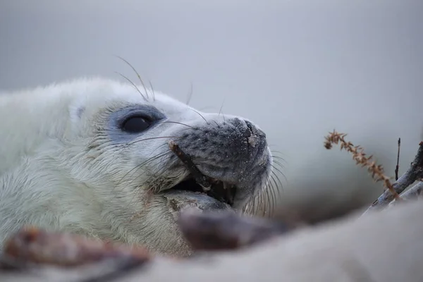 Sello Gris Halichoerus Grypus Pup Helgoland Alemania — Foto de Stock