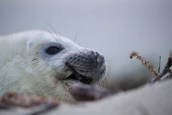 Gray Seal Halichoerus Grypus Pup Helgoland Németország — Stock Fotó