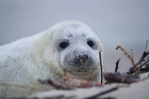 Grey Seal Halichoerus Grypus Pup Helgoland Germany — стокове фото