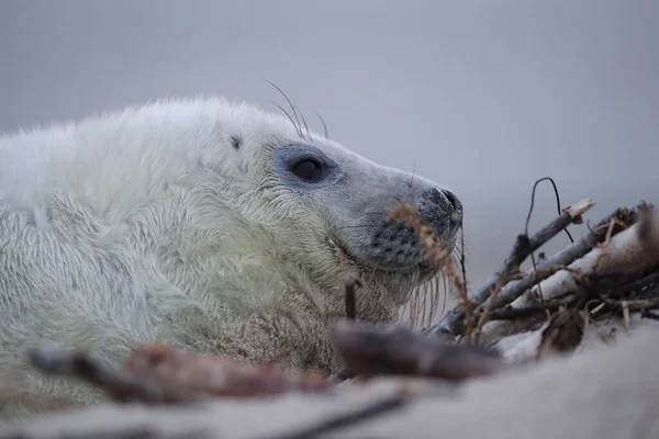 Gray Seal Halichoerus Grypus Pup Helgoland Německo — Stock fotografie