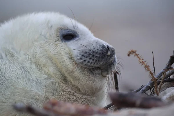 Sello Gris Halichoerus Grypus Pup Helgoland Alemania — Foto de Stock