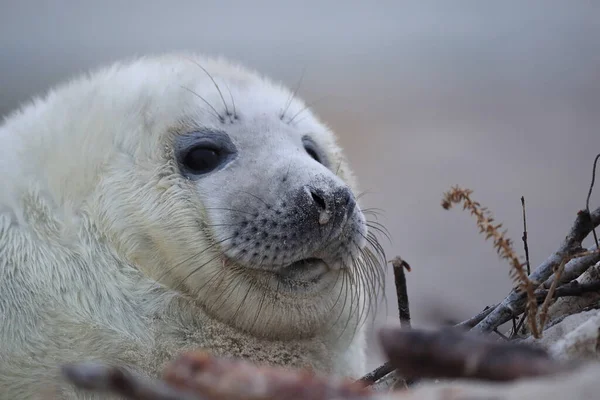 Sello Gris Halichoerus Grypus Pup Helgoland Alemania —  Fotos de Stock