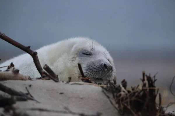 Gray Seal Halichoerus Grypus Pup Helgoland Duitsland — Stockfoto