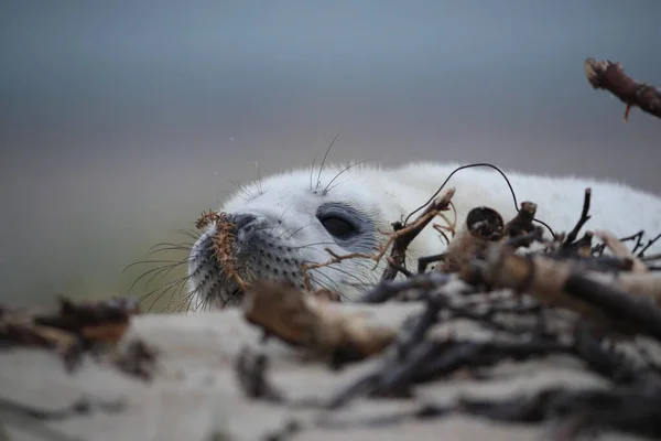 灰色のシール Halichoerus Grypus Pup Helgoland Germany — ストック写真