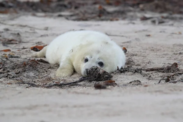 Gray Seal Halichoerus Grypus Pup Helgoland Németország — Stock Fotó