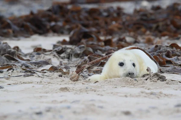 Gray Seal Halichoerus Grypus Pup Helgoland Γερμανία — Φωτογραφία Αρχείου