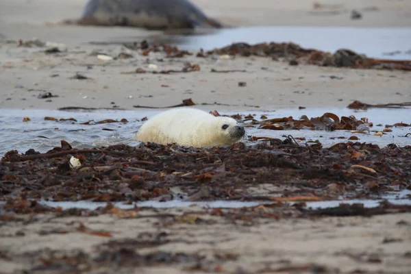Gray Seal Halichoerus Grypus Pup Helgoland Germany — 图库照片