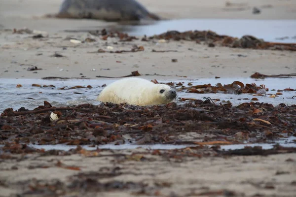 Seal Abu Abu Halichoerus Grypus Pup Helgoland Jerman — Stok Foto