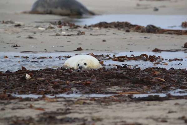 Grey Seal Halichoerus Grypus Pup Helgoland Germany — стокове фото