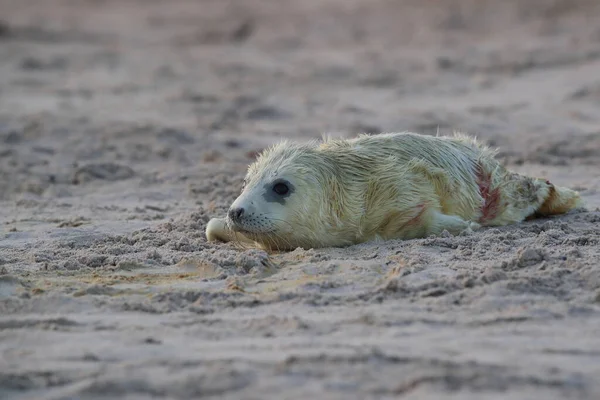 Grey Seal Halichoerus Grypus Pup Helgoland Germany — стокове фото