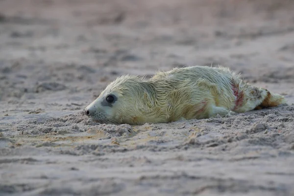 Sello Gris Halichoerus Grypus Pup Helgoland Alemania —  Fotos de Stock