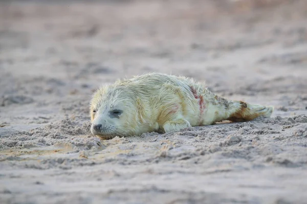 Sello Gris Halichoerus Grypus Pup Helgoland Alemania — Foto de Stock