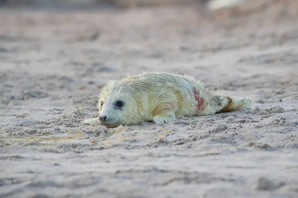 Gray Seal Halichoerus Grypus Pup Helgoland Γερμανία — Φωτογραφία Αρχείου