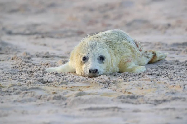 Pieczęć Szara Halichoerus Grypus Pup Helgoland Niemcy — Zdjęcie stockowe