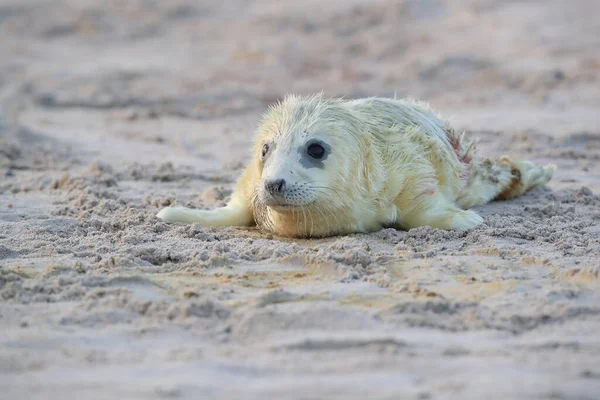 Gray Seal Halichoerus Grypus Pup Helgoland Duitsland — Stockfoto