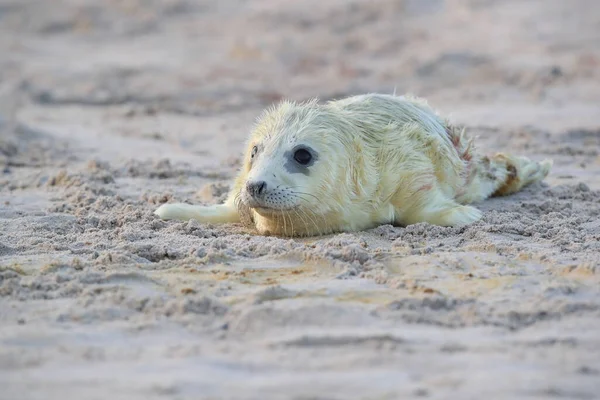Halichoerus Grypus Pup Helgoland Germany — 스톡 사진