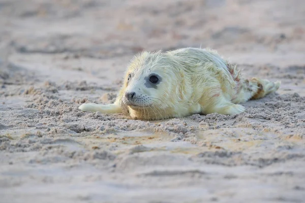 Gray Seal Halichoerus Grypus Pup Helgoland Γερμανία — Φωτογραφία Αρχείου