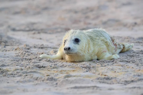 Grå Säl Halichoerus Grypus Pup Helgoland Tyskland — Stockfoto