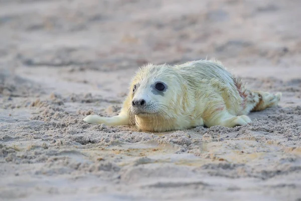 Pieczęć Szara Halichoerus Grypus Pup Helgoland Niemcy — Zdjęcie stockowe