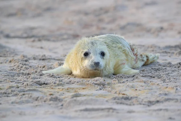 Sello Gris Halichoerus Grypus Pup Helgoland Alemania — Foto de Stock