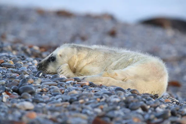 Gray Seal Halichoerus Grypus Pup Helgoland Duitsland — Stockfoto