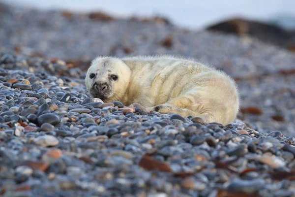 Sello Gris Halichoerus Grypus Pup Helgoland Alemania —  Fotos de Stock