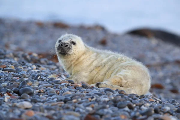 Sello Gris Halichoerus Grypus Pup Helgoland Alemania — Foto de Stock