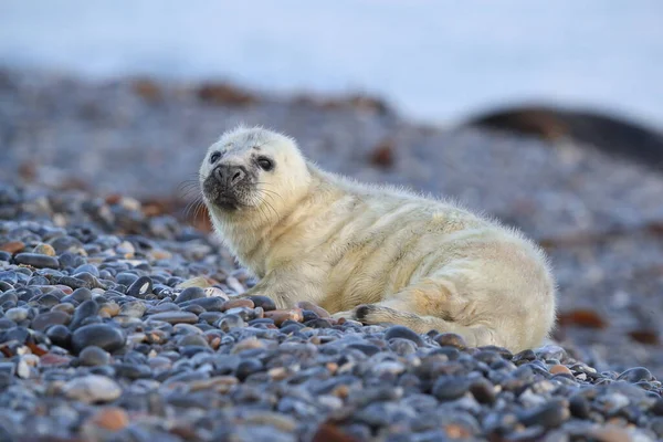 Gray Seal Halichoerus Grypus Pup Helgoland Duitsland — Stockfoto