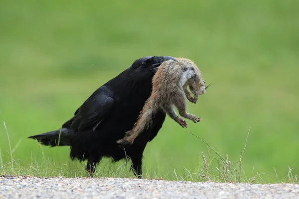Raven Dengan Ditangkap Columbia Ground Squirrel — Stok Foto