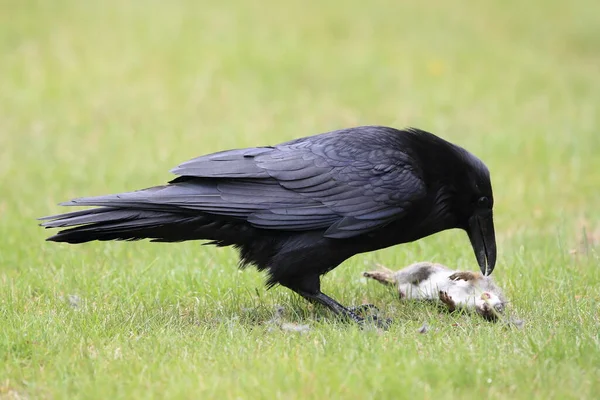 Raven Com Esquilo Capturado Columbia Ground — Fotografia de Stock