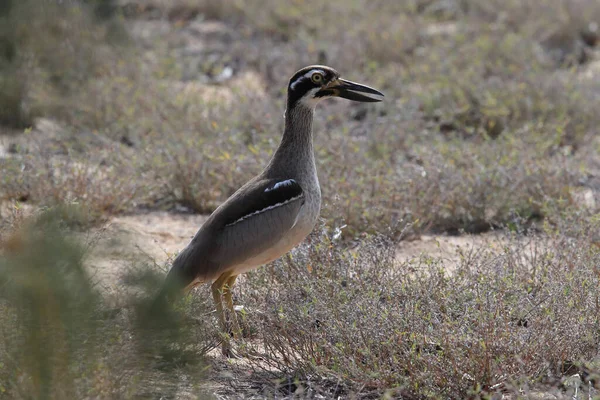 Beach Stone Curlew Esacus Magnirostris Magnetic Island Queensland Australia — Foto de Stock