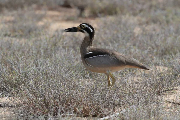 Beach Stone Curlew Esacus Magnirostris Magnetic Island Queensland Australia — стоковое фото