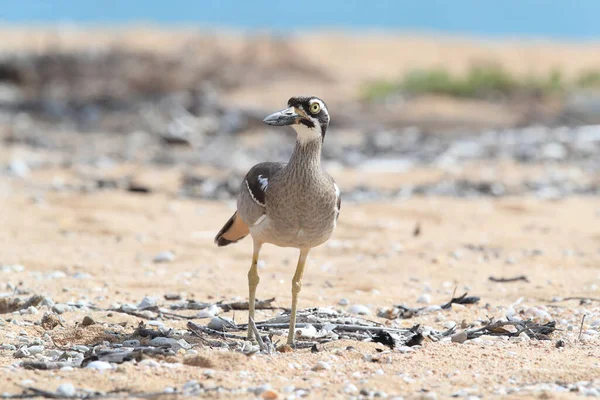 Pantai Batu Curlew Esacus Magnirostris Pulau Magnetic Queensland Australia — Stok Foto