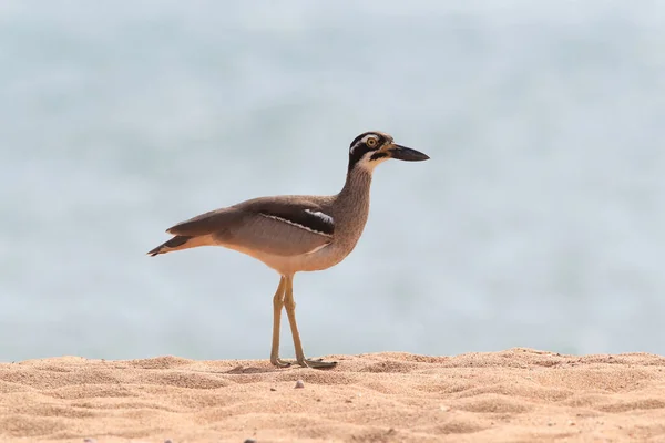 Beach Stone Curlew Esacus Magnistris Magnetic Island Queensland Αυστραλία — Φωτογραφία Αρχείου