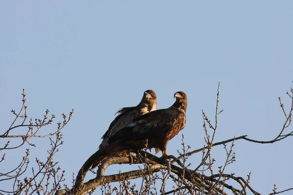 Білий Хвостовий Орел Haliaeetus Albicilla Usedom Germany — стокове фото