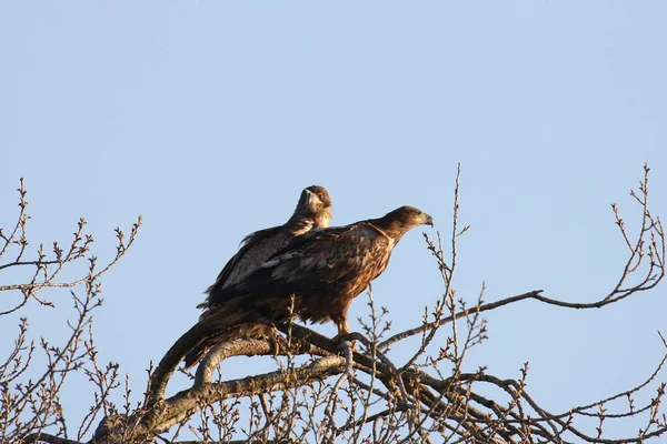 Білий Хвостовий Орел Haliaeetus Albicilla Usedom Germany — стокове фото