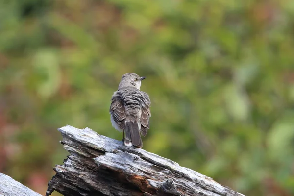 加拿大温哥华岛Nordern Mockingbird — 图库照片