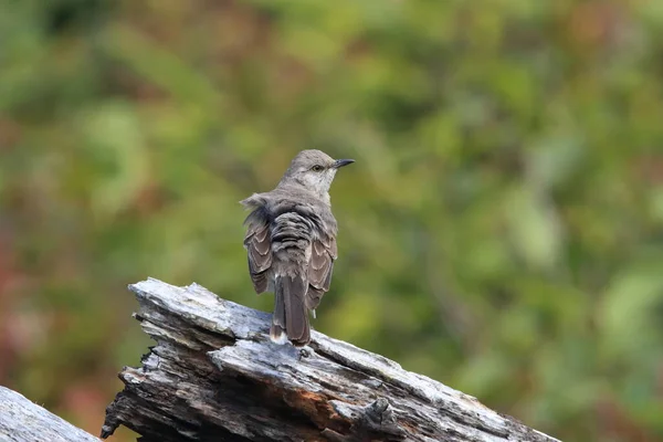 加拿大温哥华岛Nordern Mockingbird — 图库照片