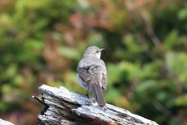 Nordern Mockingbird Vancouver Island Canada — Foto Stock