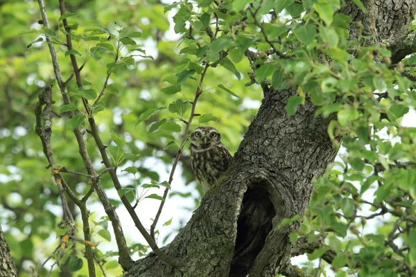 Pequena Coruja Athene Noctua — Fotografia de Stock