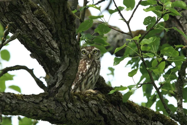 Búho Pequeño Athene Noctua — Foto de Stock