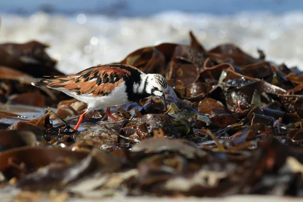 Ruddy Turnstone Arenaria Interprétes Helgoland Allemagne — Photo