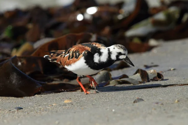 Ruddy Turnstone Arenaria Interpres Helgoland Germany — стоковое фото