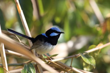 Superb Fairywren (Malurus cyaneus)  Australia clipart