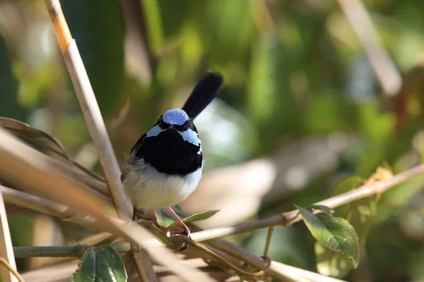 Fantastisk Fairywren Malurus Cyaneus Australien — Stockfoto