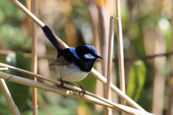 Fantastisk Fairywren Malurus Cyaneus Australien — Stockfoto