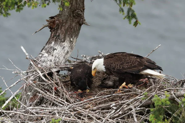 Adult Bald Eagle Two Chicks Nest Tree Side Cliff Vancouver — Stock Photo, Image
