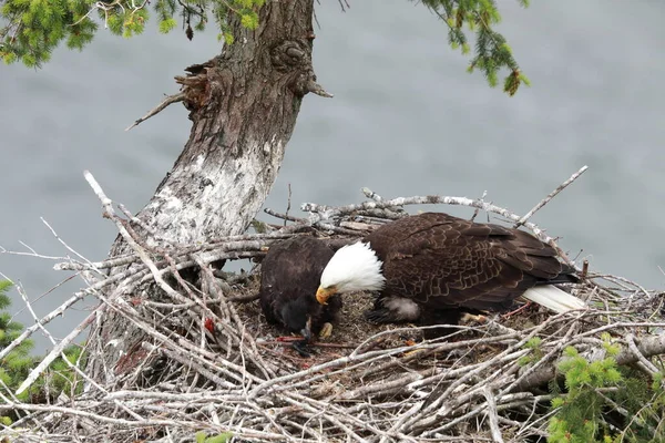 Águila Calva Adulta Con Dos Polluelos Nido Árbol Lado Acantilado — Foto de Stock